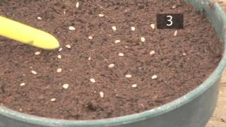 How To Plant Seeds In Pots  Gardening Ideas Tips amp Advice  Homebase [upl. by Anaylil]