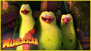 ¡Los pingüinos se convierten en monstruos  DreamWorks Madagascar en Español Latino [upl. by Atsillac]