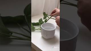 PROPAGATING A POTHOS IN WATER زراعه البوتس في الماء [upl. by Hurley708]