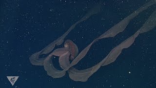 Ghostly critters from the deep sea Stygiomedusa gigantea [upl. by Eniale]