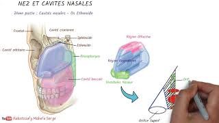 NEZ ET CAVITÉS NASALES  2è partie  Cavité nasales  Ethmoïde [upl. by Aguie]