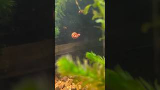 Caracol PLANORBIS ¿Levitando 😨🐌🕴️ aquarium fish snail guppy peces bettafish pecera pez [upl. by Eanerb]