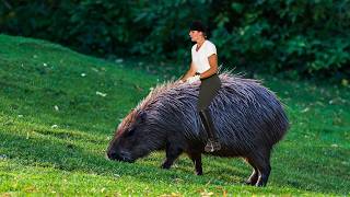 Capybara The Giant Rodent Weighing Up to 150 lbs [upl. by Akiemat]