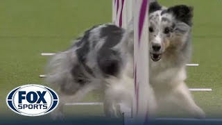 Best of 2023 Masters Agility Championships from Westminster Kennel Club  FOX Sports [upl. by Eisele]