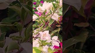 Bougainvillea flower bougainvilleagarden flowers bougainvilleabloom [upl. by Tyrrell]