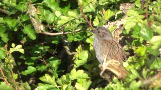 Dunnock Songbird Singing in Hedge [upl. by Parthen]