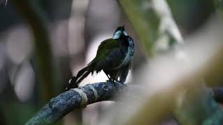 Male Eastern whipbird Psophodes olivaceus calling [upl. by Giverin]