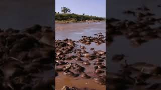 The Great Wild Migration Masai Mara Hindi Urdu Documentary P3  hindi urdu wildlife migration [upl. by Janela449]