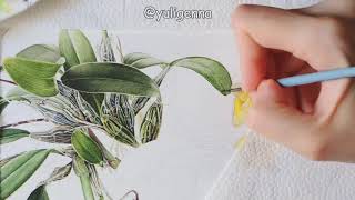 Realistic Botanical Watercolor Painting quotDendrobium Orchidquot [upl. by Yorick]