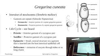 Apicomplexa Introduction and Monocystic lumbrici [upl. by Jackquelin49]