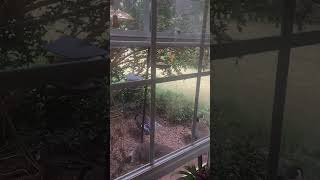 Gussy the geese and friends are back🦆funnyanimalvideoswildlifenaturecuteanimal [upl. by Dyraj]