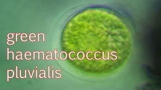 haematococcus pluvialis green [upl. by Ydorb]