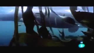 Documental de Ballenas Asesinas Las Orcas  Documentales National Geographic Español [upl. by Sada857]