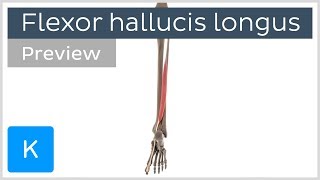 Functions of the flexor hallucis longus muscle preview  3D Human Anatomy  Kenhub [upl. by Yelda]