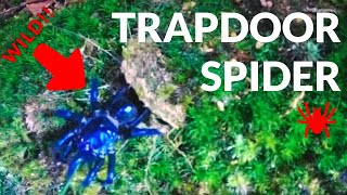 Feeding A Wild Trapdoor Spider and finding lots of tarantula [upl. by Pulling532]