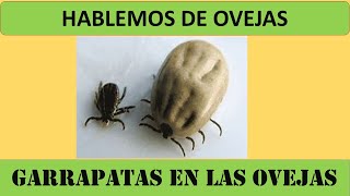 40 GARRAPATAS EN LAS OVEJAS [upl. by Galvan449]