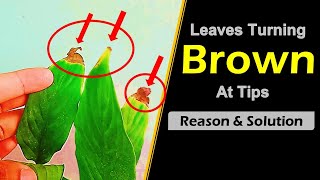 why plant leaves turn brown and dry on the ends [upl. by Llenral465]