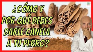 🔴 ¿LOS PERROS PUEDEN COMER CANELA 🧡 BENEFICIOS Y CÓMO DARLA [upl. by Aiym]