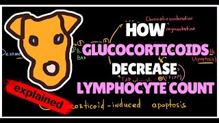 How Glucocorticoids decrease Lymphocyte count Glucocorticoid induced apoptosis [upl. by Raphaela]