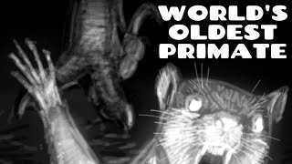 The Worlds Oldest Primate Purgatorious [upl. by Nahshunn]