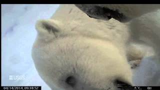 Polar Bear Wearing POV Cam Eats Seal Gets Frisky  Video [upl. by Thynne]