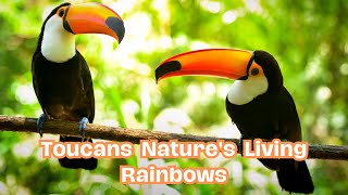 Toucans Natures Living Rainbowsnaturelove toucanbird toucans [upl. by Ennasil]