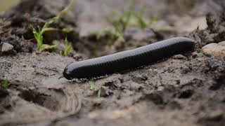 Millipede Walking [upl. by Yoong]