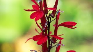 Lobelia cardinalis características y cuidados  Jardinatis  Decogarden [upl. by Oicnedurp]