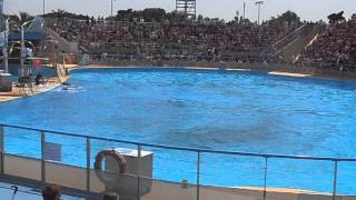 Spectacle de dauphin a Marineland 12 [upl. by Neo123]