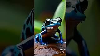 Exploring the Unique Adaptations and Behavior of Dart Frogs [upl. by Dryfoos]