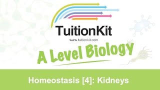 Homeostasis 4 Kidneys High band Biology [upl. by Marylin900]