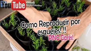 Como Reproducir Pino Limón Ciprés por esquejes [upl. by Schlesinger]