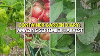 Epic September Harvest Massive Bumper Crop from Our Container Garden [upl. by Jegger75]