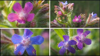 Buglosse dItalie Anchusa italica ou Buglosse azurée Anchusa azurea [upl. by Anrol]