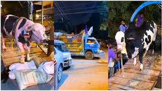 Heavy Bulls Unloading 🔥❤️🔥Moosa House Qurbani 2024 [upl. by Verene]