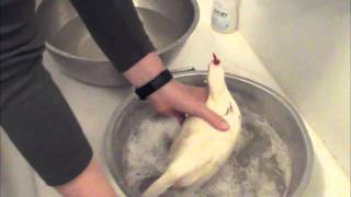 Chicken Keeping Basics  How To Bathe a Chicken [upl. by Ennaed]