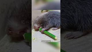 竹鼠🐭 amazing lovely funny 科普 科普知识 動物 [upl. by Innavoj]