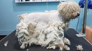 Grooming An Extremely Matted Bichon [upl. by Serrano90]