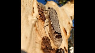 A witchetty grub emerges as a moth long version [upl. by Iredale628]