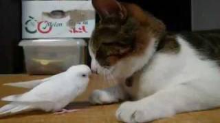 Bird wakes his best frienda cat [upl. by Astto]