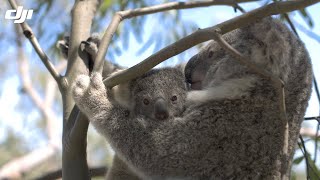 DJI Stories  Counting Koalas [upl. by Ottillia130]