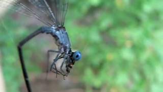 Damselfly eating a spider after being caught in its web [upl. by Airpac701]