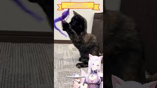 MAOMAOsのかわいい動画シリーズ④ vtuber ねこ 猫 shorts [upl. by Berkin]