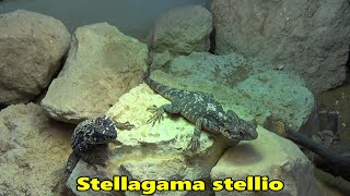 De hardoen  Stellagama stellio [upl. by Anyrak]