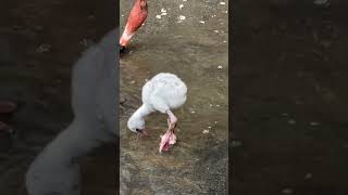 Adorable Baby Flamingo with Its Loving Parents  Cutest Flamingo Family Moments 🦩💖 [upl. by Gavra146]