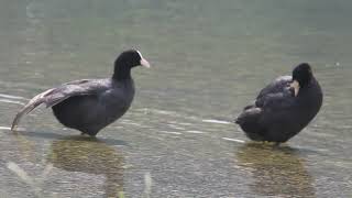 Birds at Schwarzsee [upl. by Enajaras583]