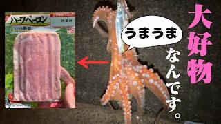 【タコ釣り】堤防からタコが釣れる季節がやってきました。 [upl. by Shepp]