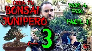 COMO HACER BONSAI JUNIPERO  FACIL 3 [upl. by Severin985]