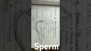 Structure of sperm class 12thneet sperm reproduction biology [upl. by Tompkins12]