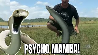 MASSIVE BLACK MAMBA GOES INTO FULL BLOWN ATTACK MODE [upl. by Yoj191]